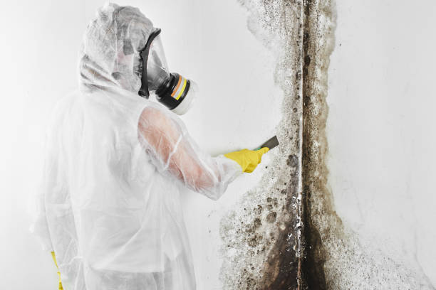 Best Affordable Mold Removal  in Choctaw, OK