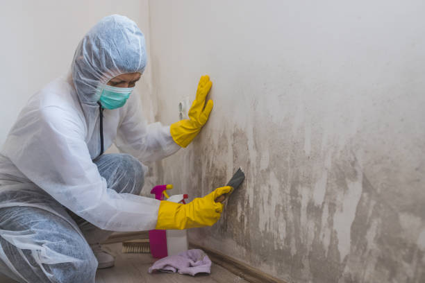 Best Office Mold Removal Services  in Choctaw, OK