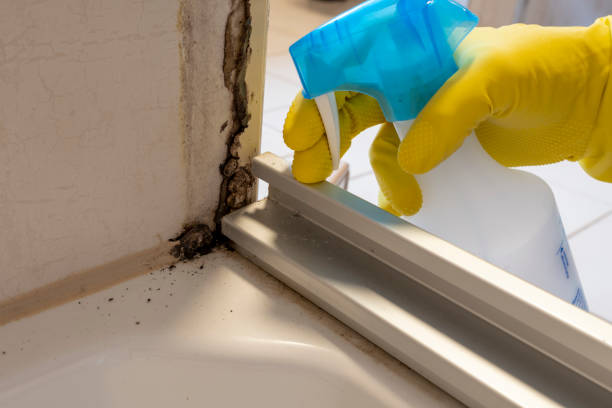 Mold Removal and Inspection in Choctaw, OK