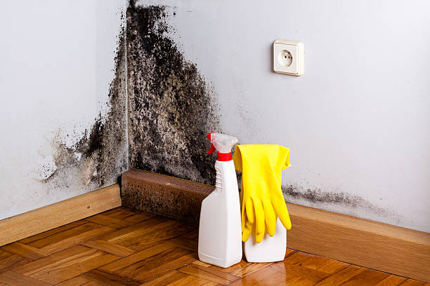 Best Local Mold Removal Service  in Choctaw, OK