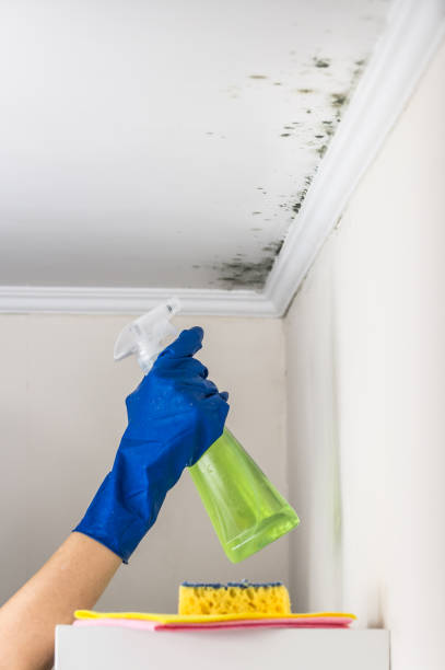 Best Professional Mold Removal  in Choctaw, OK